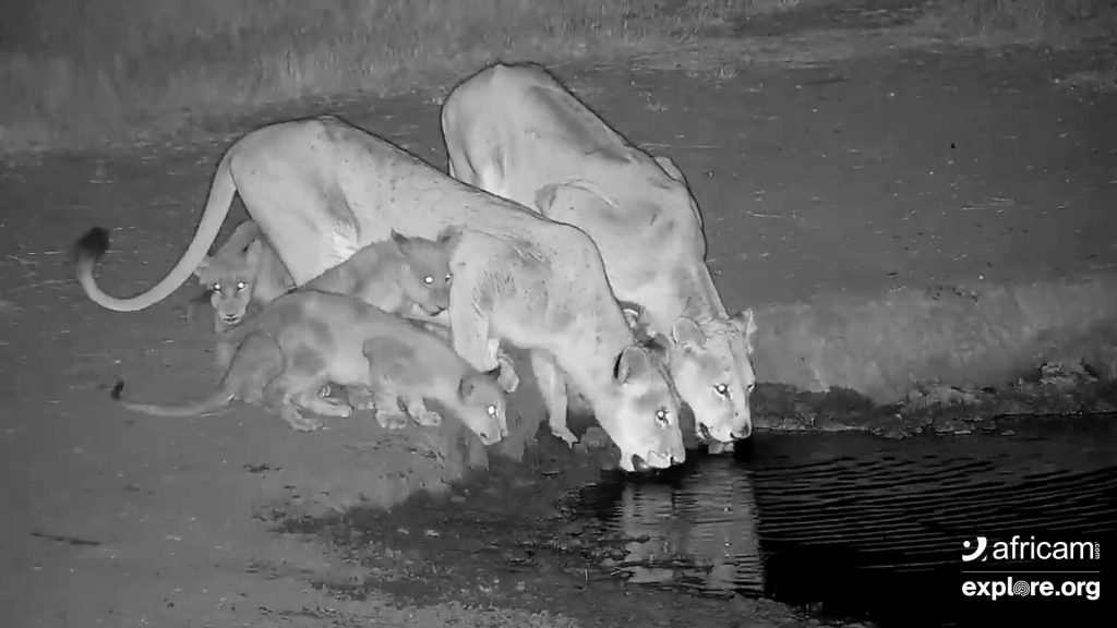 Africam Shows Schedule: August 2021