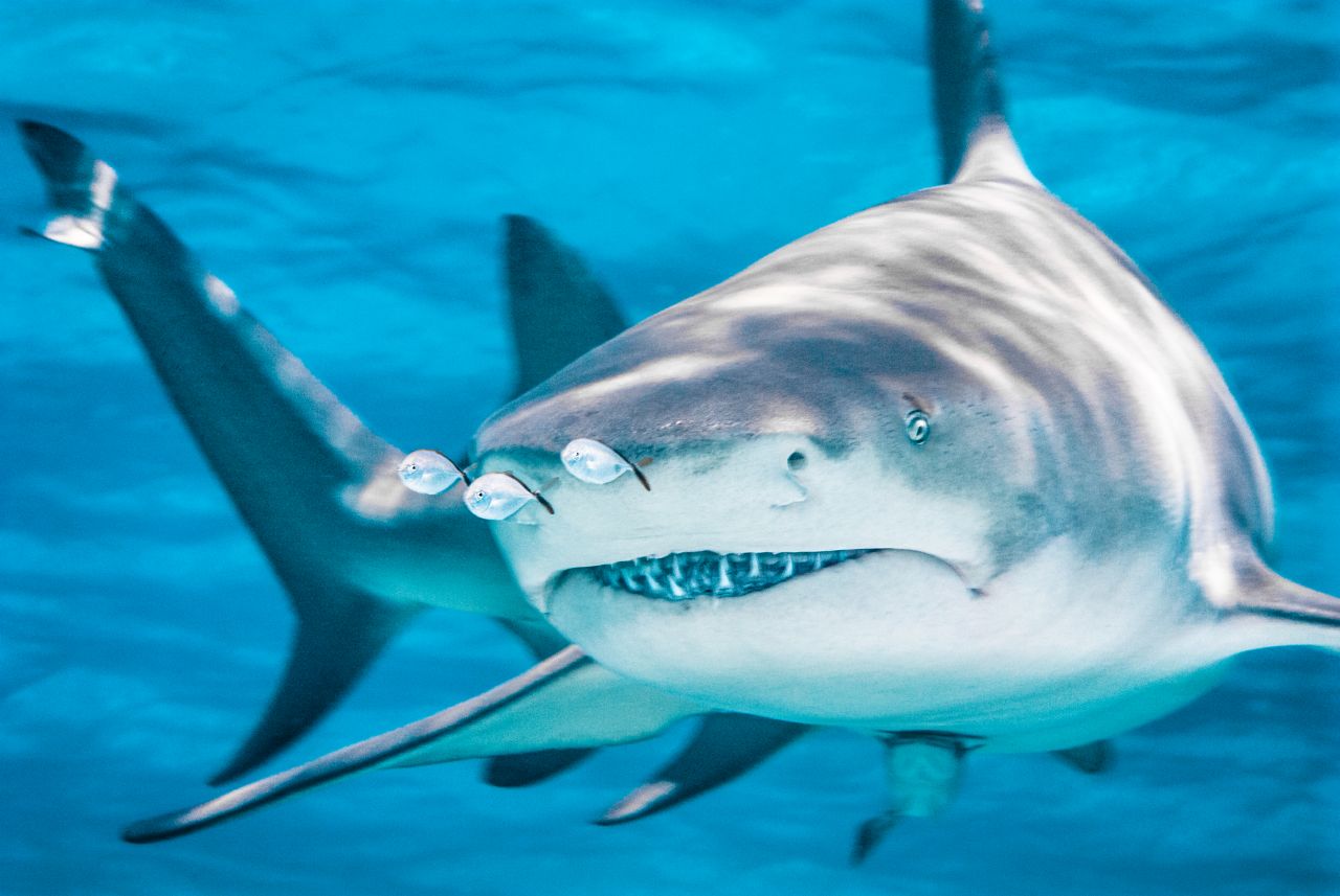 Ensuring a Sustainable Trade in Sharks and Rays Before It’s Too Late | Blog | Nature