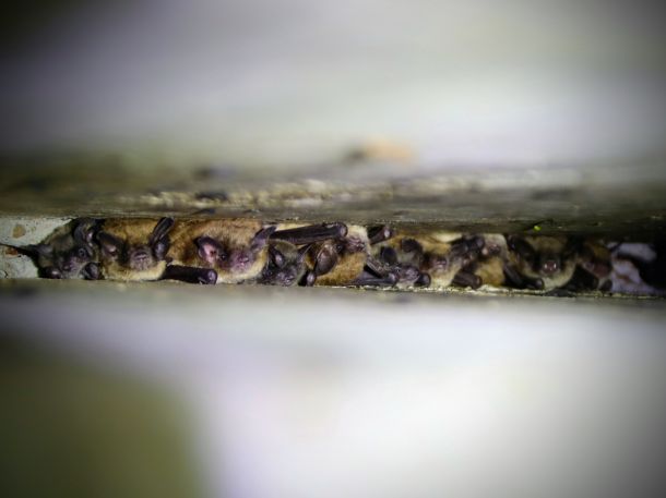 Hanging Out With Bats Under Bridges | Blog | Nature