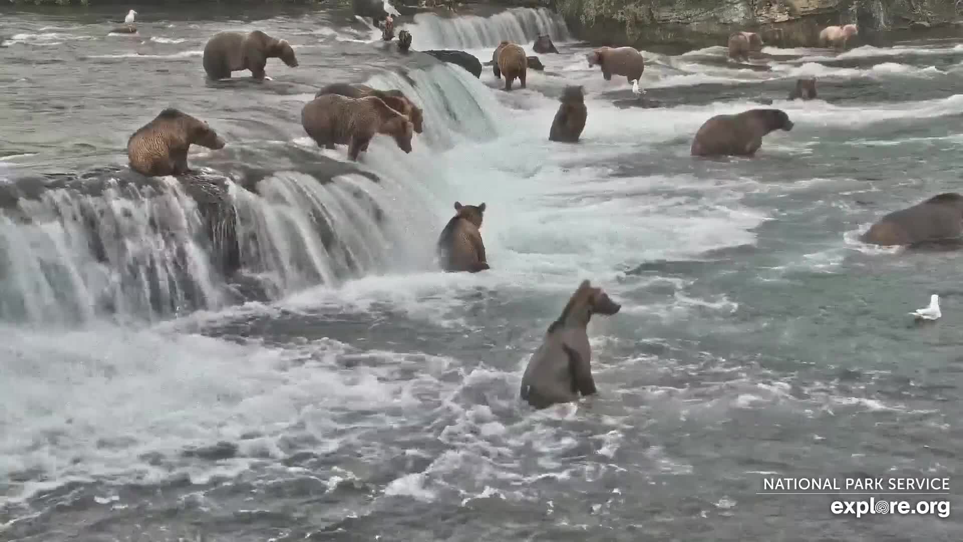 Mother Bears and Human Emotion