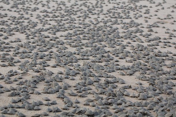 Using Drones to Assess World's Largest Mass Gathering of Giant River Turtles | Blog | Nature
